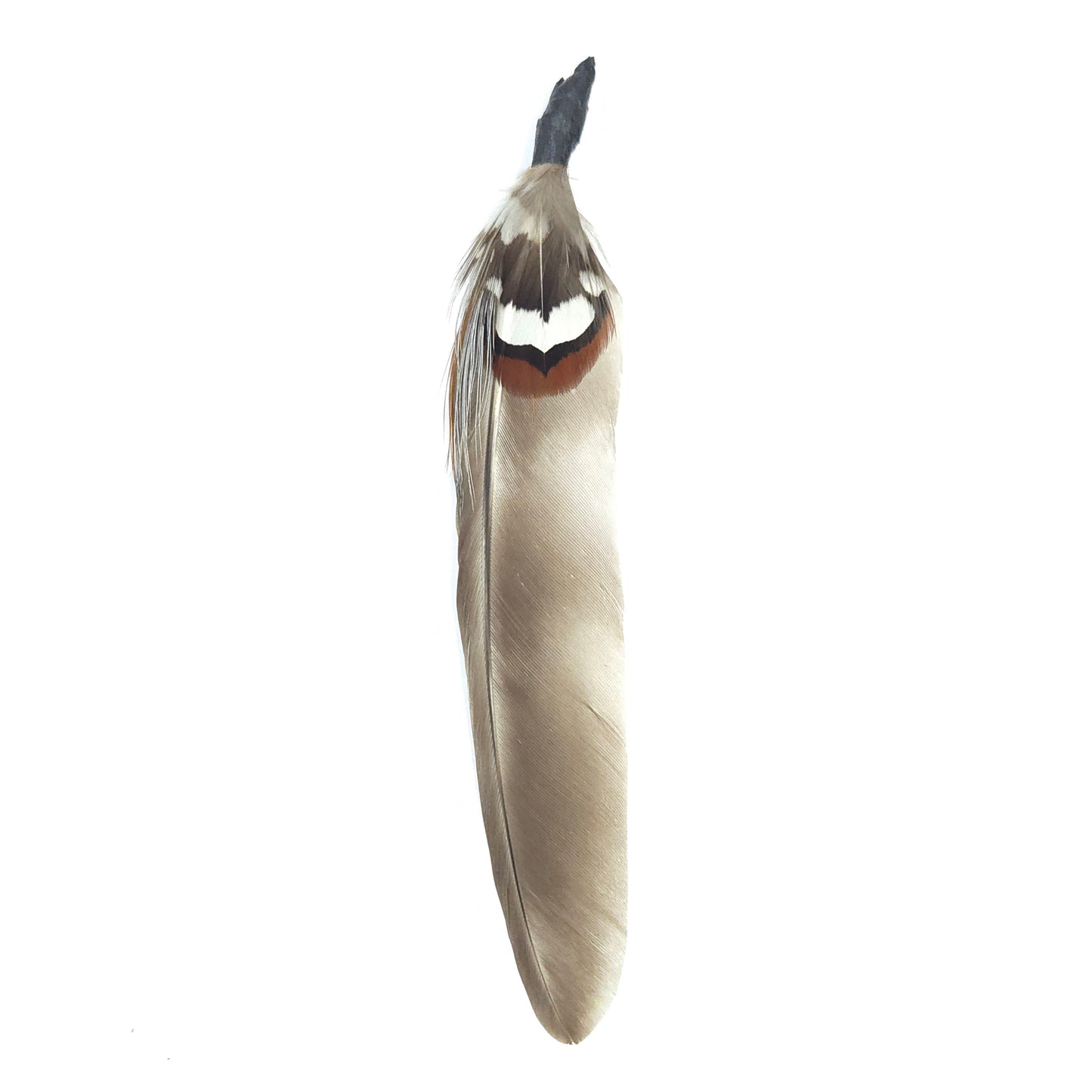 HT0081 GH1218 FEATHER